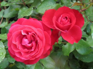 Rosa 'Rouge Meilove' -R-